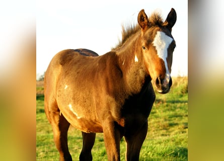 Quarter Pony, Hengst, Fohlen (06/2025), 148 cm, Overo-alle-Farben