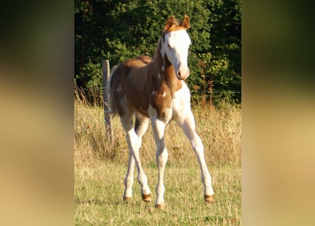 Quarter Pony, Hengst, Fohlen (07/2026), 148 cm, Overo-alle-Farben