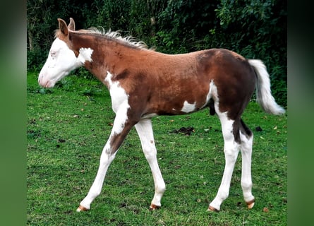 Quarter Pony, Hengst, Fohlen (07/2026), 148 cm, Overo-alle-Farben