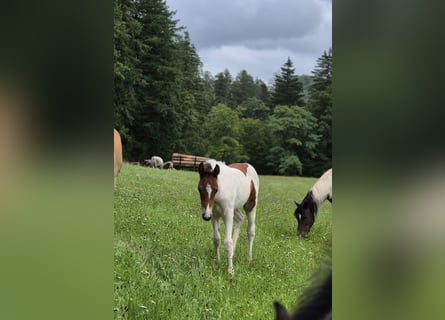 Quarter Pony, Hengst, Fohlen (06/2025), 150 cm, Tovero-alle-Farben