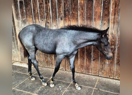 Quarter Pony, Hengst, Veulen (04/2025), 145 cm, Blauwschimmel