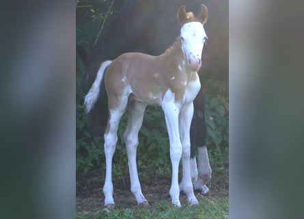 Quarter Pony, Hengst, Veulen (07/2026), 148 cm, Overo-alle-kleuren