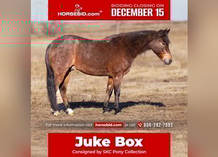 Quarter pony, Hongre, 10 Ans, 132 cm, Roan-Bay