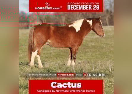 Quarter pony, Hongre, 12 Ans, 122 cm, Pinto