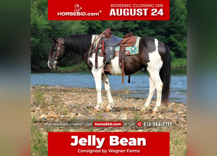 Quarter pony, Hongre, 13 Ans, Pinto