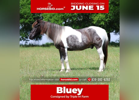 Quarter pony, Hongre, 19 Ans, 132 cm, Pinto