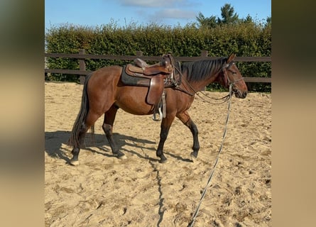 Quarter pony Croisé, Hongre, 3 Ans, 150 cm