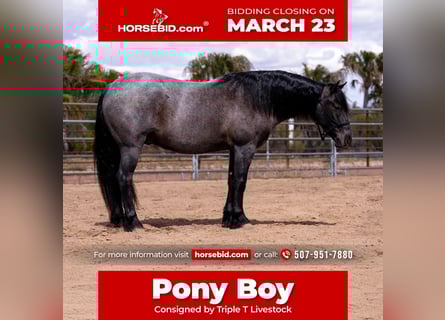 Quarter pony, Hongre, 4 Ans, 140 cm, Rouan Bleu