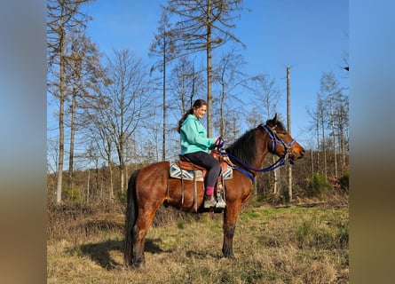 Quarter pony, Hongre, 4 Ans, 146 cm, Bai