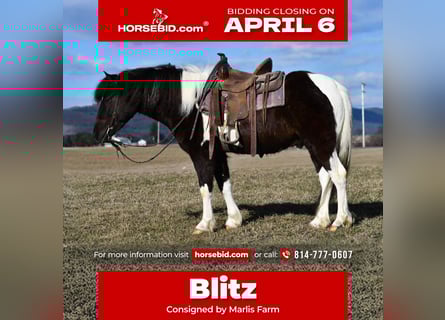 Quarter pony, Hongre, 5 Ans, 132 cm, Pinto