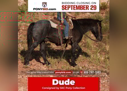 Quarter pony, Hongre, 5 Ans, 132 cm, Rouan Bleu