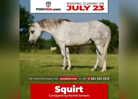 Quarter pony, Hongre, 6 Ans, 122 cm, Gris