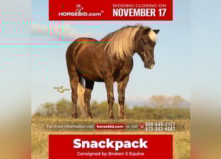 Quarter pony, Hongre, 7 Ans, 137 cm, Palomino