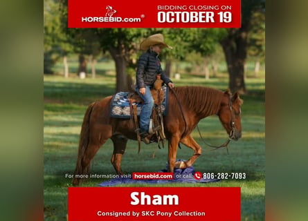 Quarter pony, Hongre, 8 Ans, Alezan cuivré