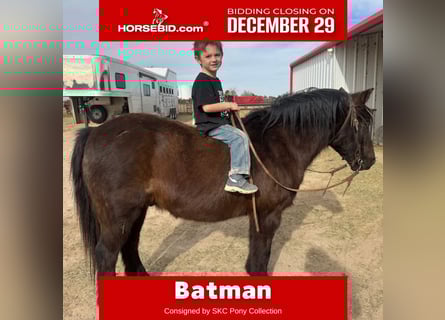 Quarter pony, Hongre, 8 Ans, Noir