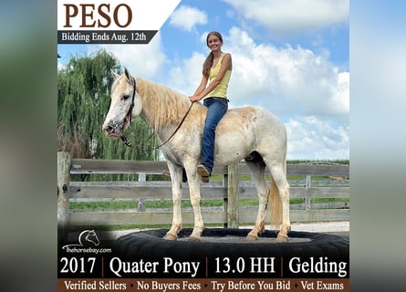 Quarter pony, Hongre, 9 Ans, 132 cm, Blanc