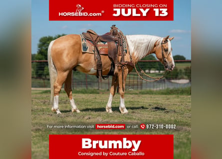 Quarter pony, Hongre, 9 Ans, Palomino