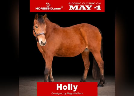 Quarter pony, Jument, 14 Ans, Bai cerise