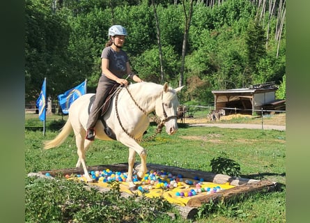 Quarter pony, Jument, 4 Ans, 142 cm, Champagne
