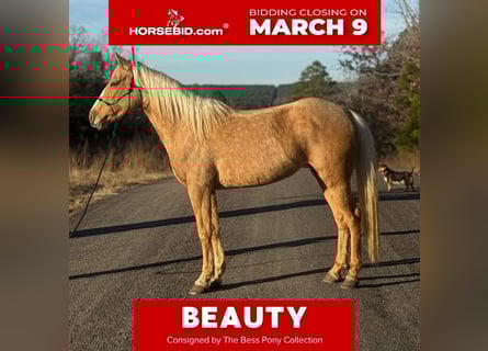 Quarter pony, Jument, 4 Ans, 142 cm, Palomino