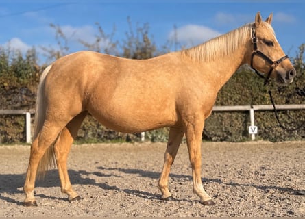 Quarter pony Croisé, Jument, 5 Ans, 145 cm, Palomino