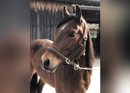 Quarter pony, Jument, 5 Ans, 155 cm, Bai