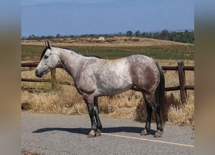 Quarter pony, Jument, 6 Ans, Gris