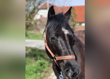 Quarter pony, Jument, 8 Ans, 145 cm, Noir