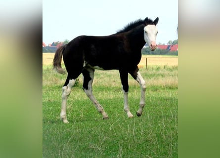 Quarter pony, Jument, Poulain (06/2023), 148 cm, Overo-toutes couleurs