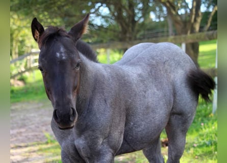 Quarter pony, Jument, Poulain (05/2023), 152 cm, Rouan Bleu