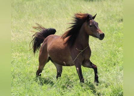 Quarter Pony, Klacz, 4 lat, 125 cm, Gniada