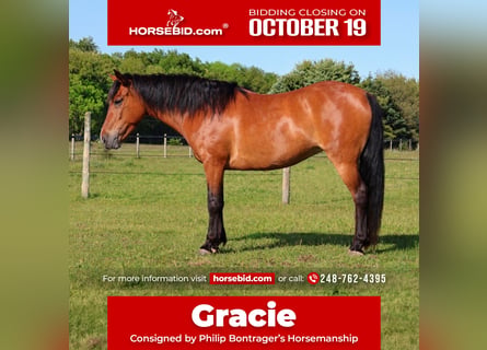 Quarter Pony, Klacz, 6 lat, Gniada