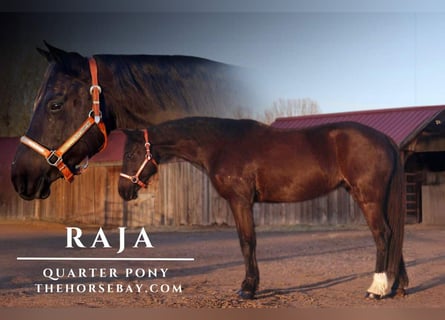 Quarter Pony, Klacz, 7 lat, 142 cm, Kara