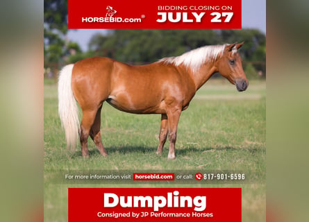 Quarter Pony, Mare, 10 years, Palomino