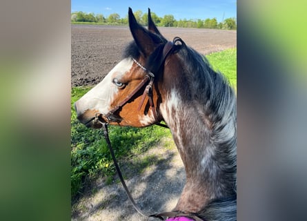 Quarter Pony, Mare, 11 years, 15,1 hh, Overo-all-colors