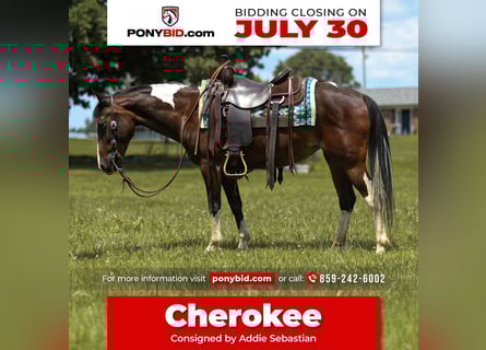 Quarter Pony, Mare, 12 years, 13,2 hh