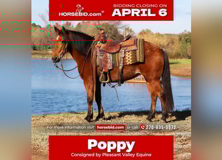 Quarter Pony, Mare, 12 years, 13,3 hh, Bay