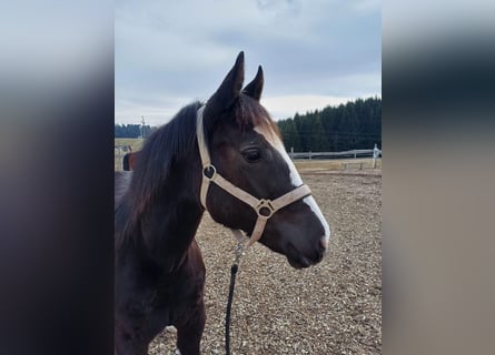 Quarter Pony, Mare, 1 year, 14.2 hh, Black