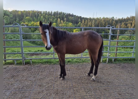 Quarter Pony, Mare, 1 year, 14,2 hh, Brown