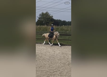Quarter Pony, Mare, 4 years, 14,1 hh, Palomino