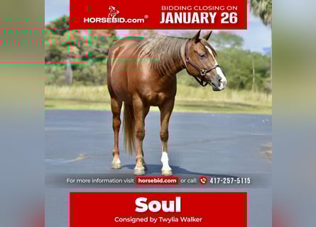 Quarter Pony, Mare, 5 years, 13,2 hh, Sorrel