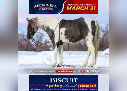 Quarter Pony, Mare, 7 years, 12.3 hh, Tobiano-all-colors