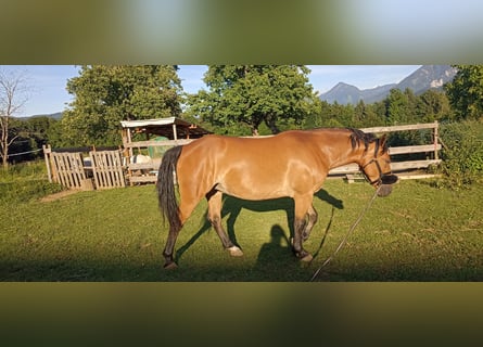 Quarter Pony Mix, Mare, 7 years, 14,2 hh, Brown-Light