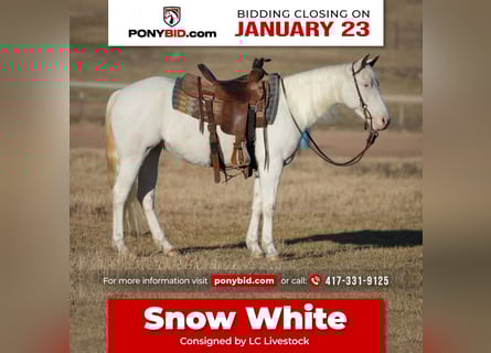 Quarter Pony, Mare, 8 years, 12.3 hh, White