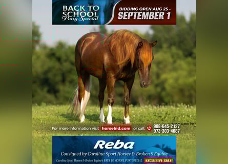 Quarter Pony, Mare, 8 years, 13,1 hh, Chestnut