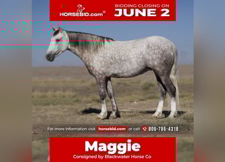 Quarter Pony, Mare, 8 years, 13,2 hh, Gray