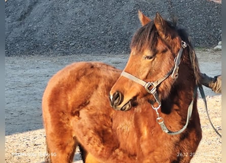 Quarter Pony Mix, Merrie, 1 Jaar, 148 cm, Bruin