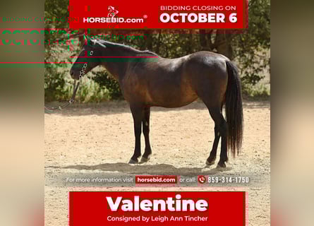 Quarter Pony, Merrie, 7 Jaar, 127 cm, Donkerbruin