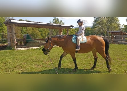 Quarter Pony Mix, Merrie, 7 Jaar, 150 cm, Lichtbruin