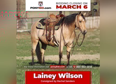 Quarter Pony, Merrie, 7 Jaar, Buckskin